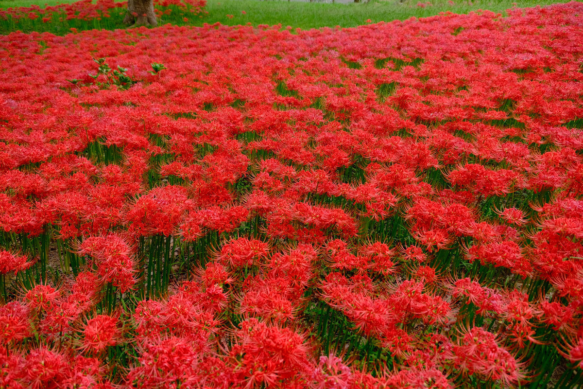 f:id:fudsuki:20201010152114j:plain f:id:fudsuki:20201010152114j:plain