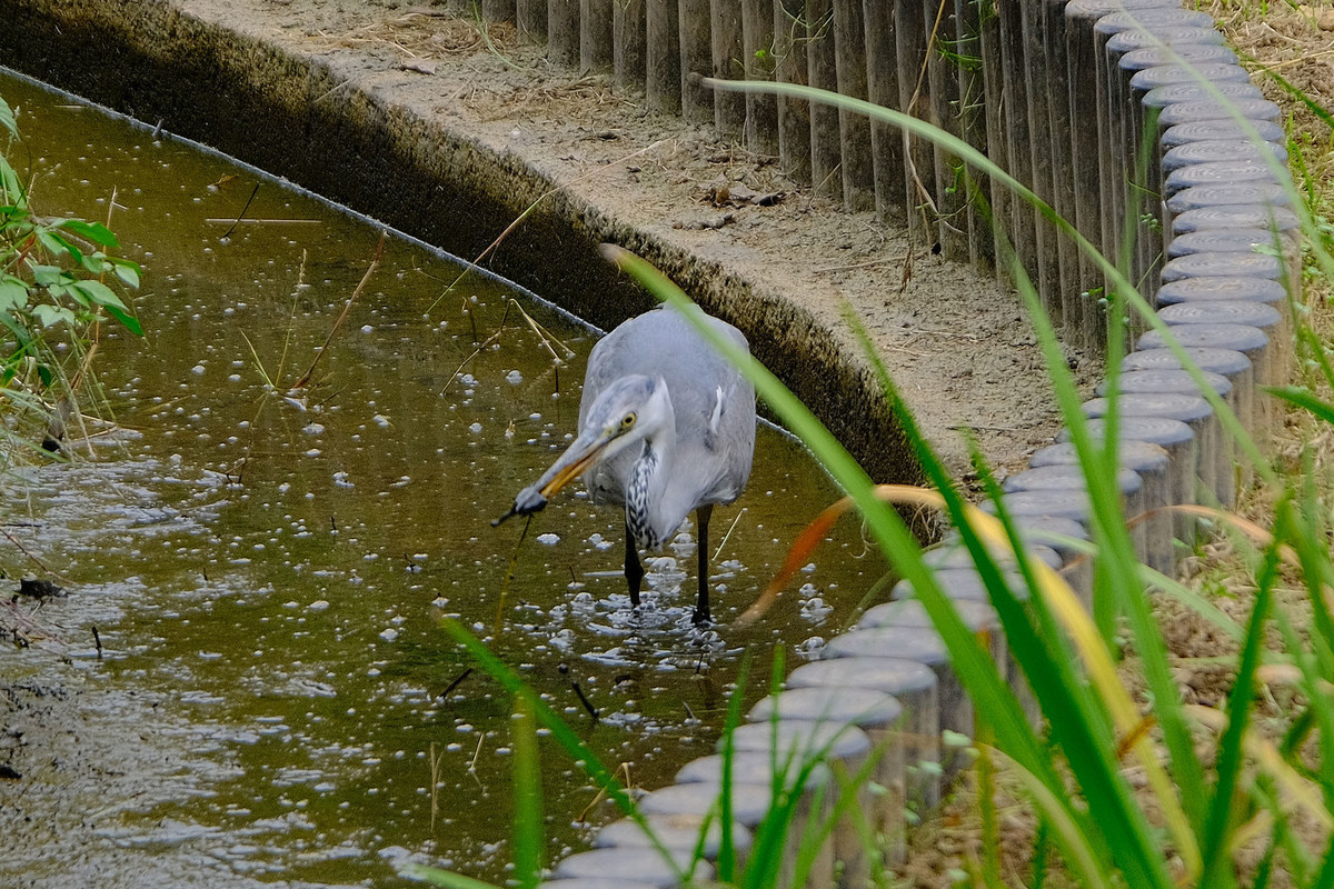 f:id:fudsuki:20201010160102j:plain f:id:fudsuki:20201010160102j:plain