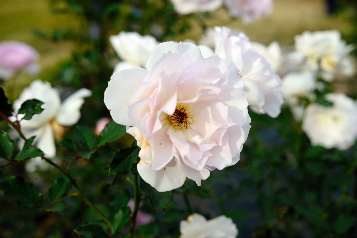 f:id:fudsuki:20201106145523j:plain