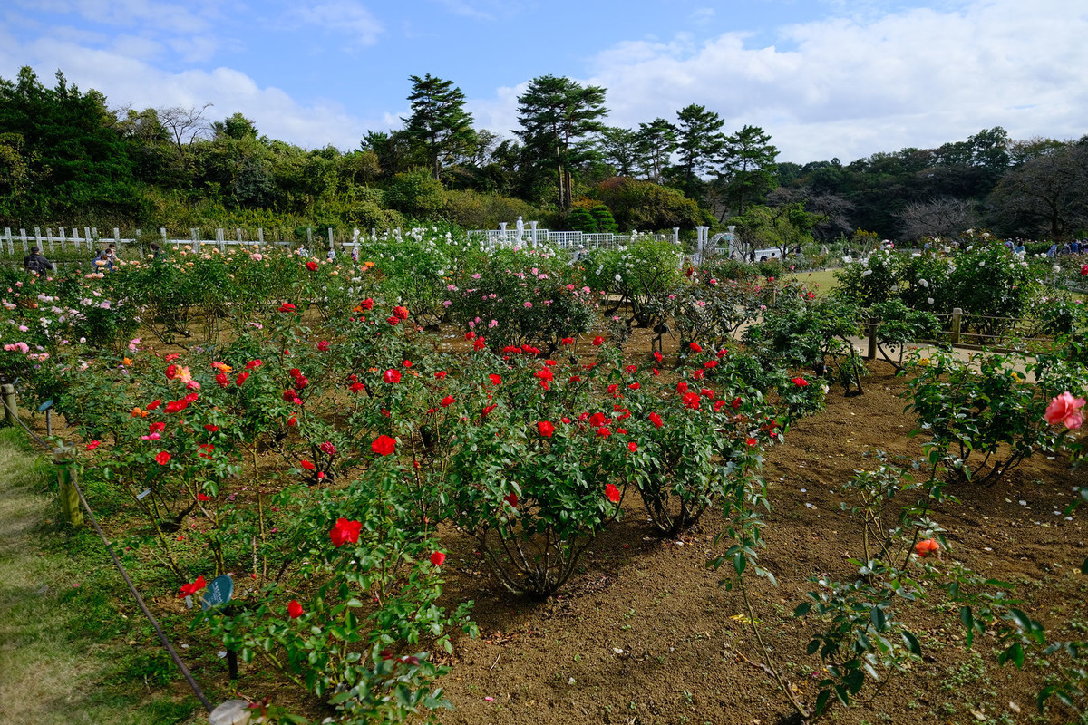 f:id:fudsuki:20201106150422j:plain