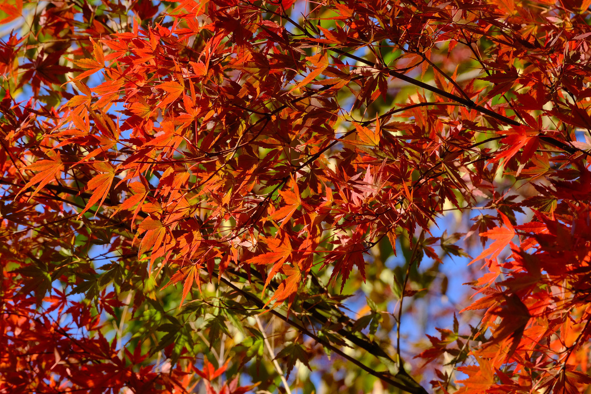 f:id:fudsuki:20201115101540j:plain
