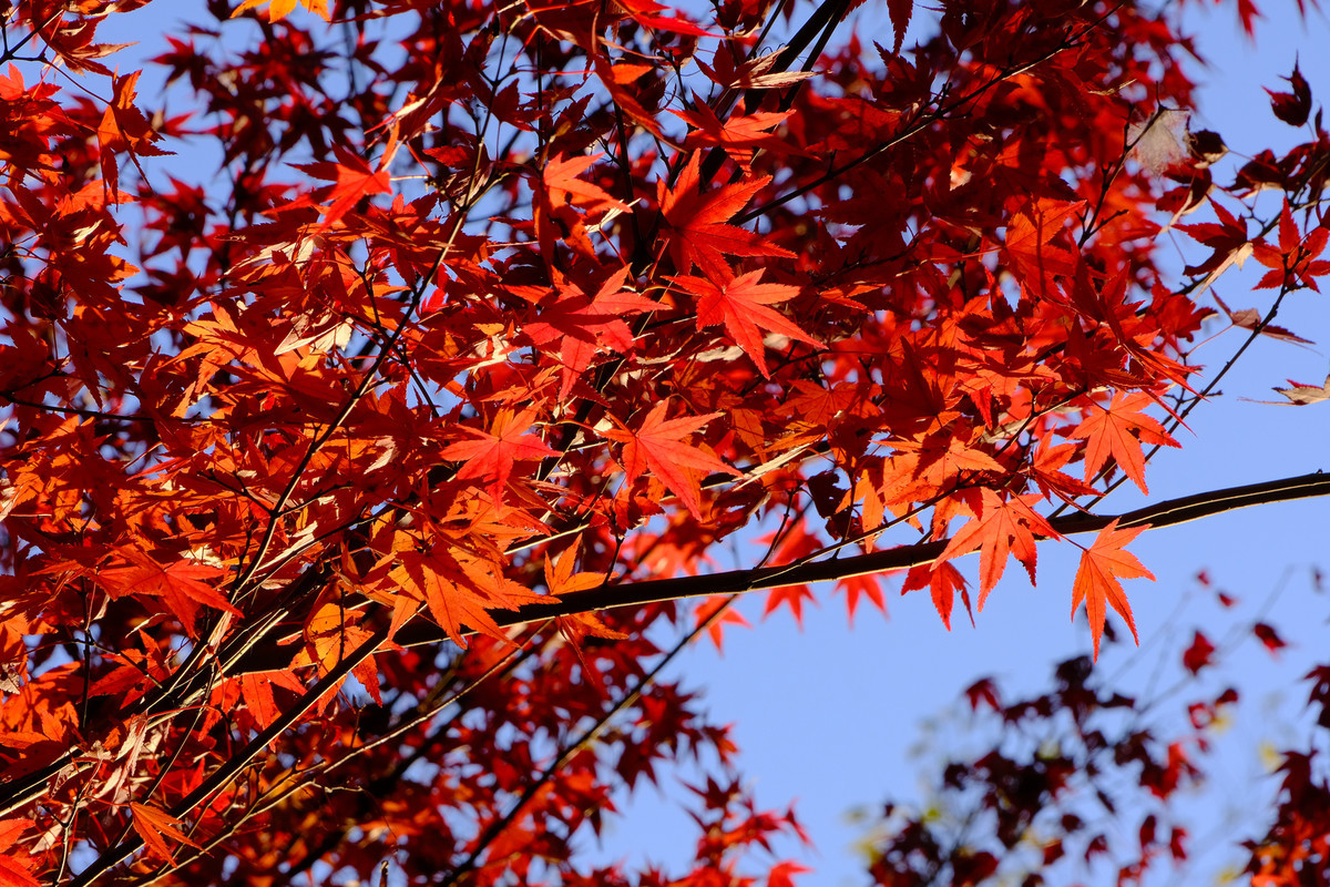 f:id:fudsuki:20201115104327j:plain