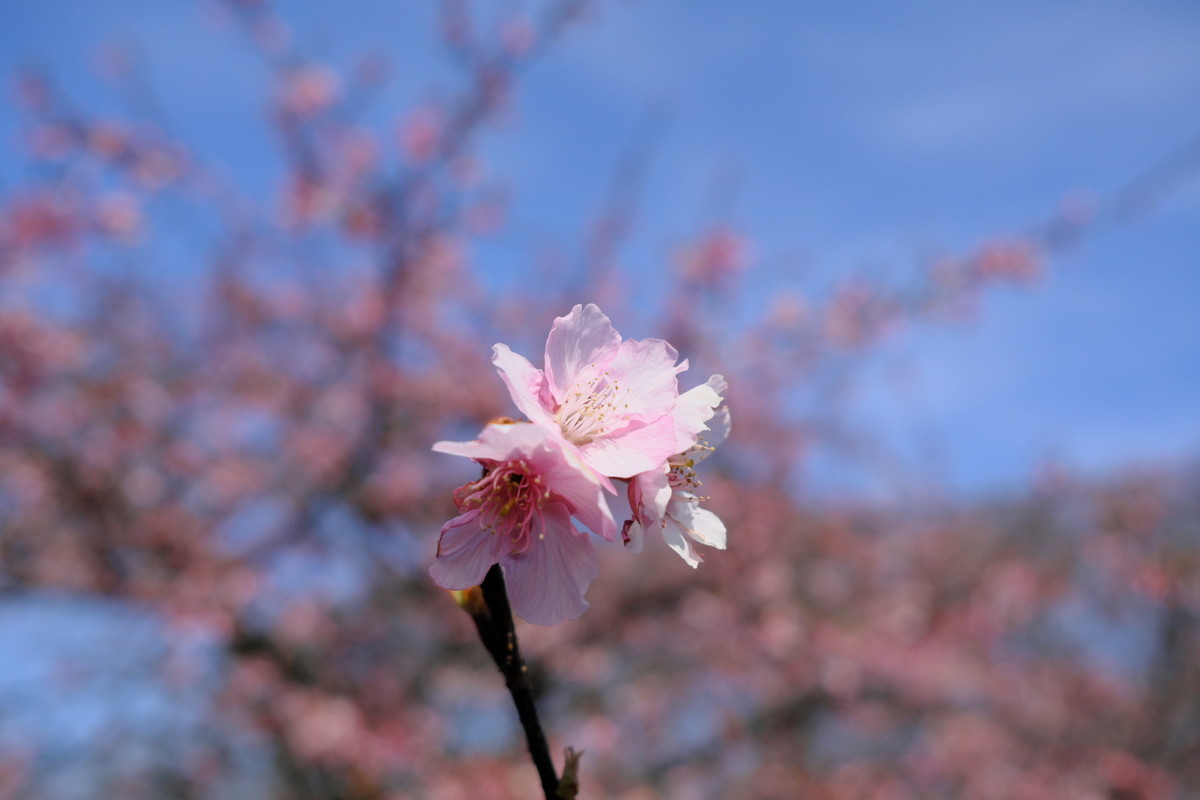 f:id:fudsuki:20210214112035j:plain