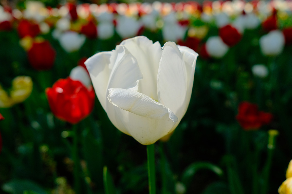 f:id:fudsuki:20210413113548j:plain