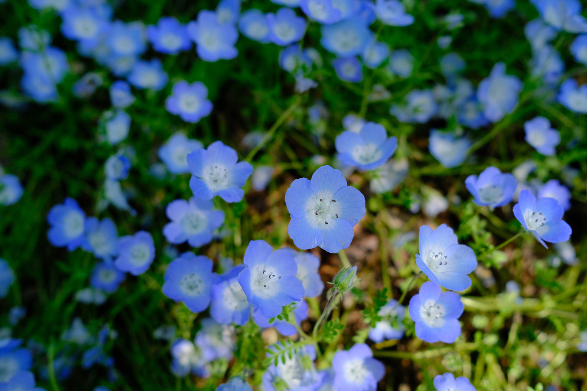 f:id:fudsuki:20210413122447j:plain