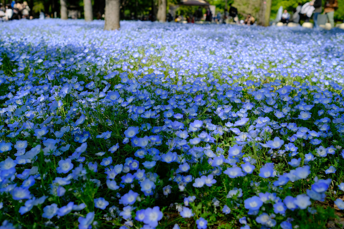 f:id:fudsuki:20210413122615j:plain