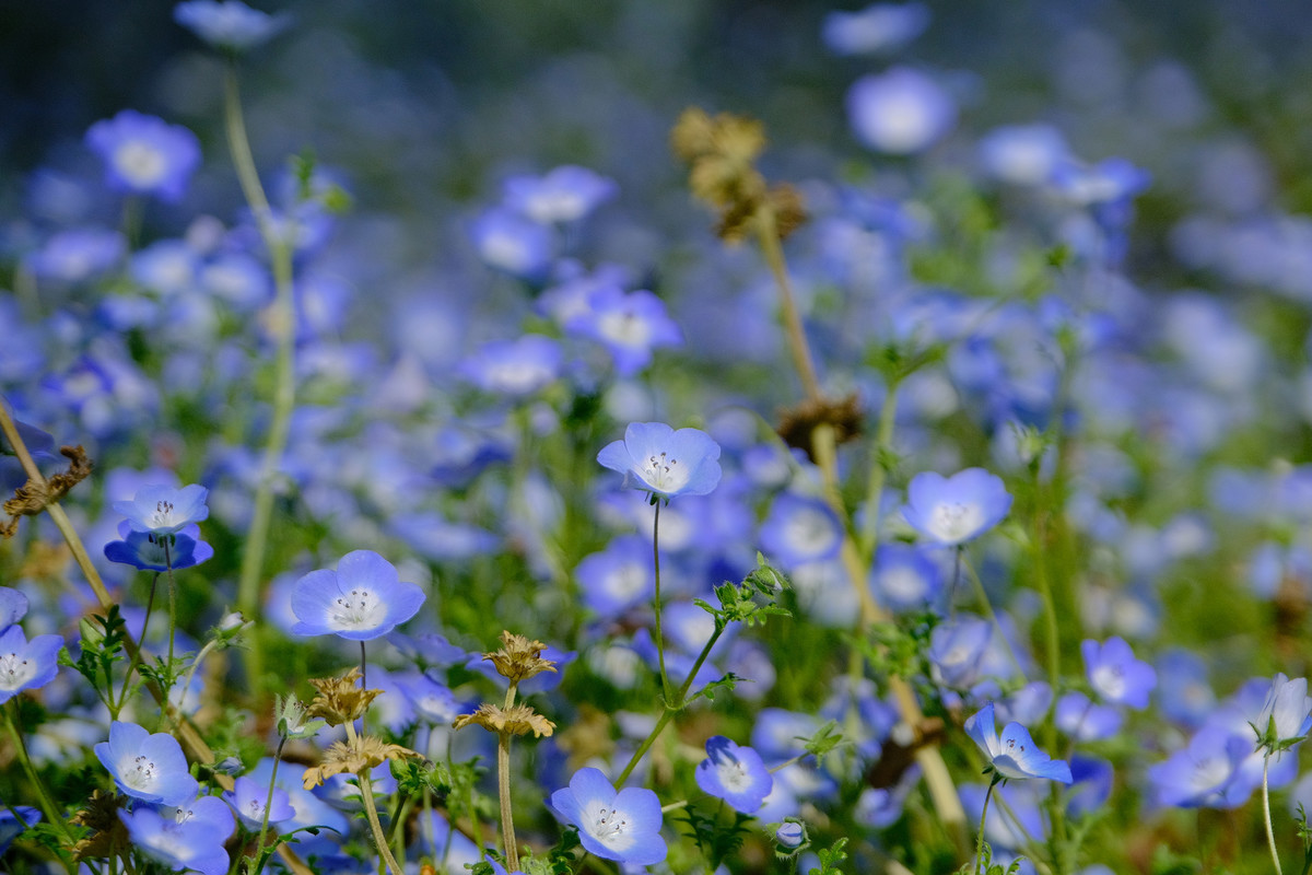 f:id:fudsuki:20210413125858j:plain