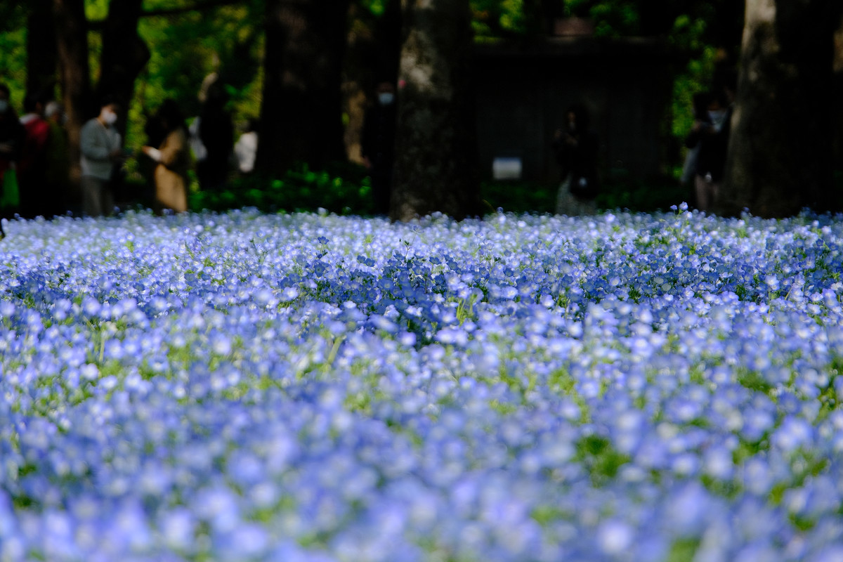 f:id:fudsuki:20210413130031j:plain