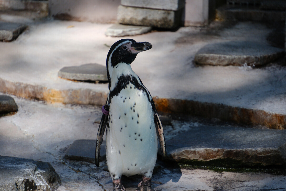 川崎の夢見ヶ崎動物公園 - 透明な七月