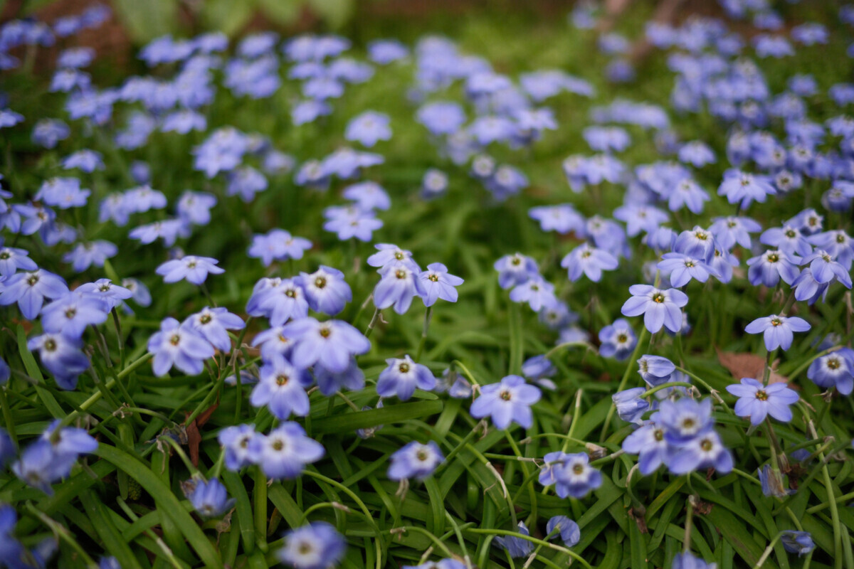 voigtlander（フォクトレンダー） NOKTON 23mm F1.2 Aspherical X