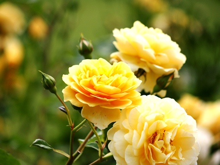 f:id:fuduki17:20110605094656j:image f:id:fuduki17:20110605094656j:image