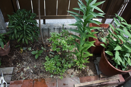f:id:fuduki17:20110626132739j:image f:id:fuduki17:20110626132739j:image