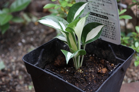 f:id:fuduki17:20110626132812j:image f:id:fuduki17:20110626132812j:image
