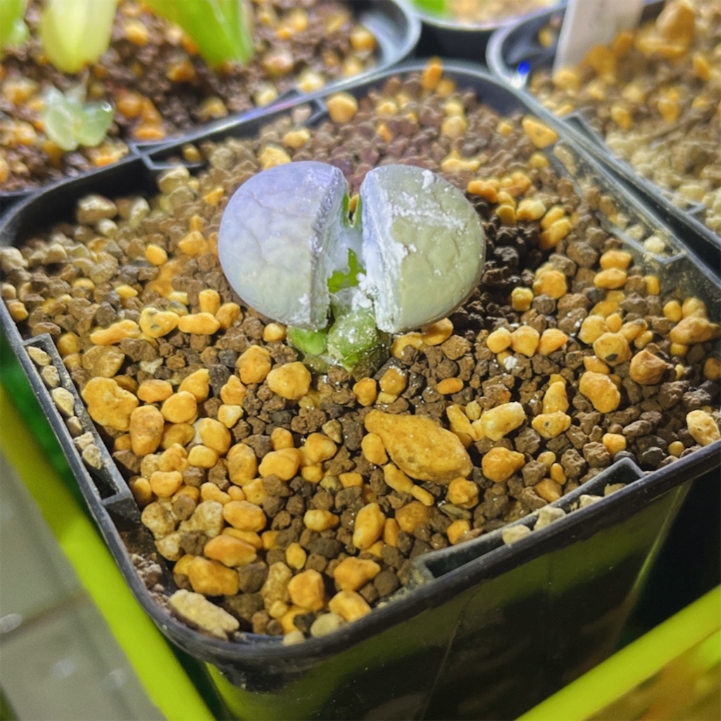 f:id:fue_succulents:20220114225625j:image
