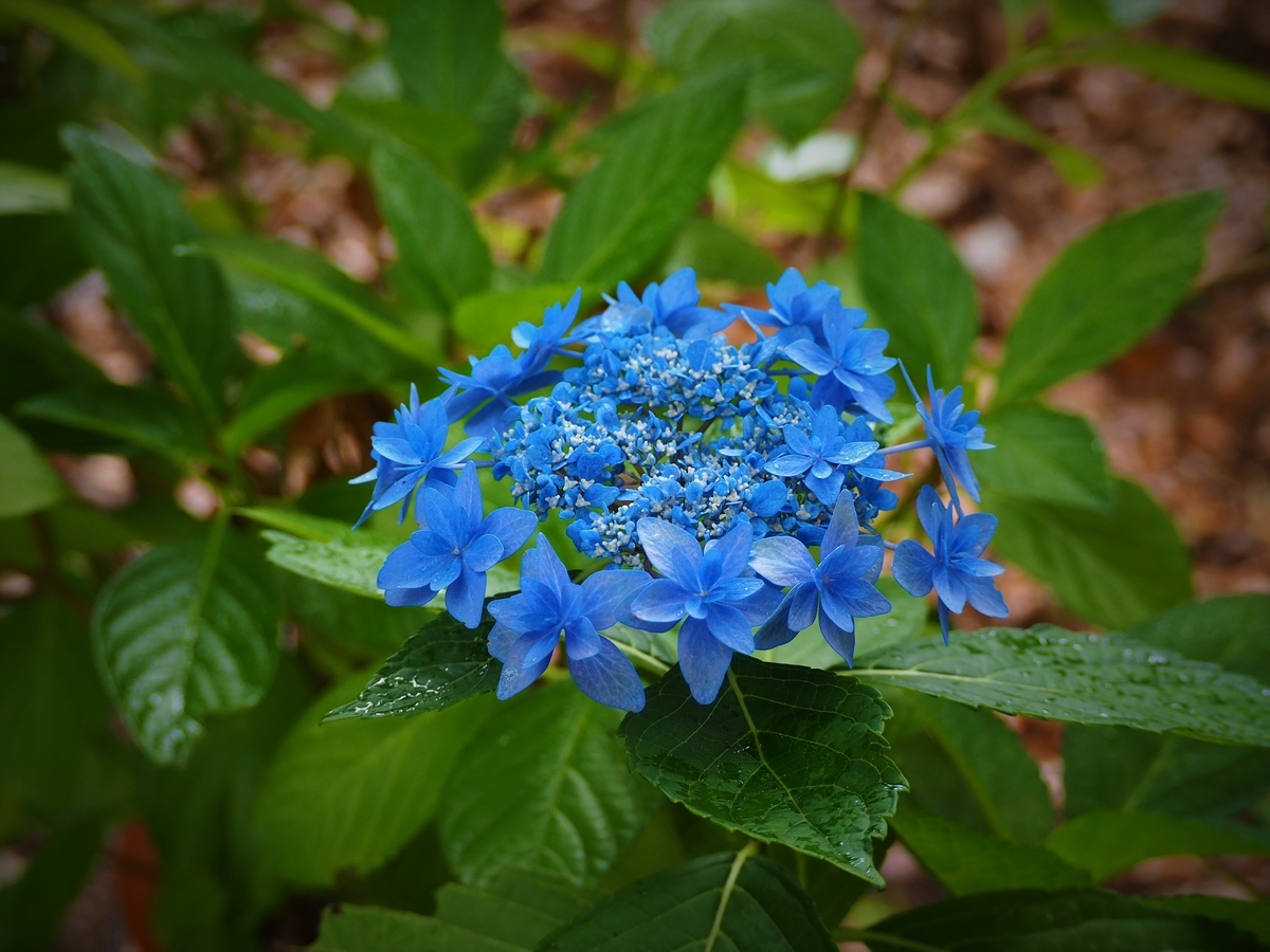 f:id:fuen-neko:20200806235320j:plain