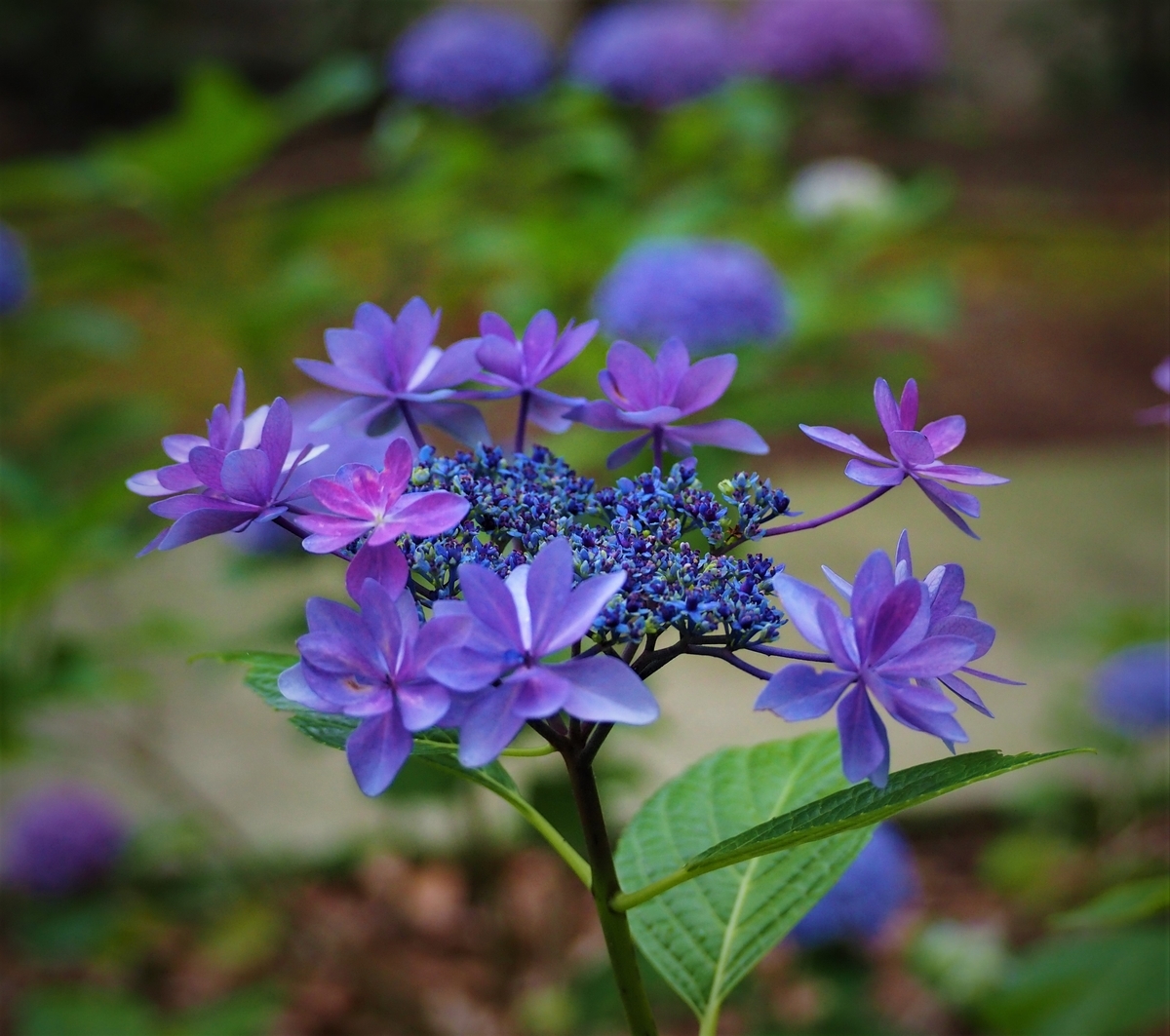 f:id:fuen-neko:20200806235854j:plain