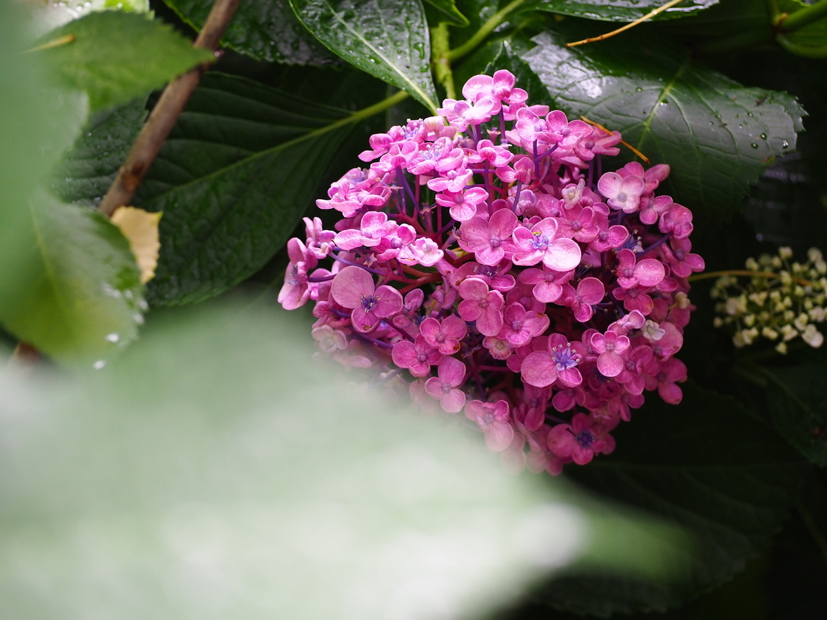 f:id:fuen-neko:20200807103226j:plain