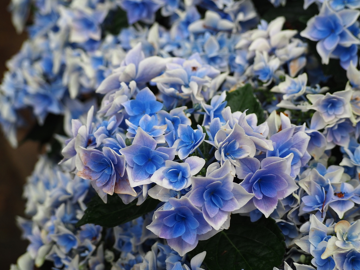 f:id:fuen-neko:20200807104359j:plain