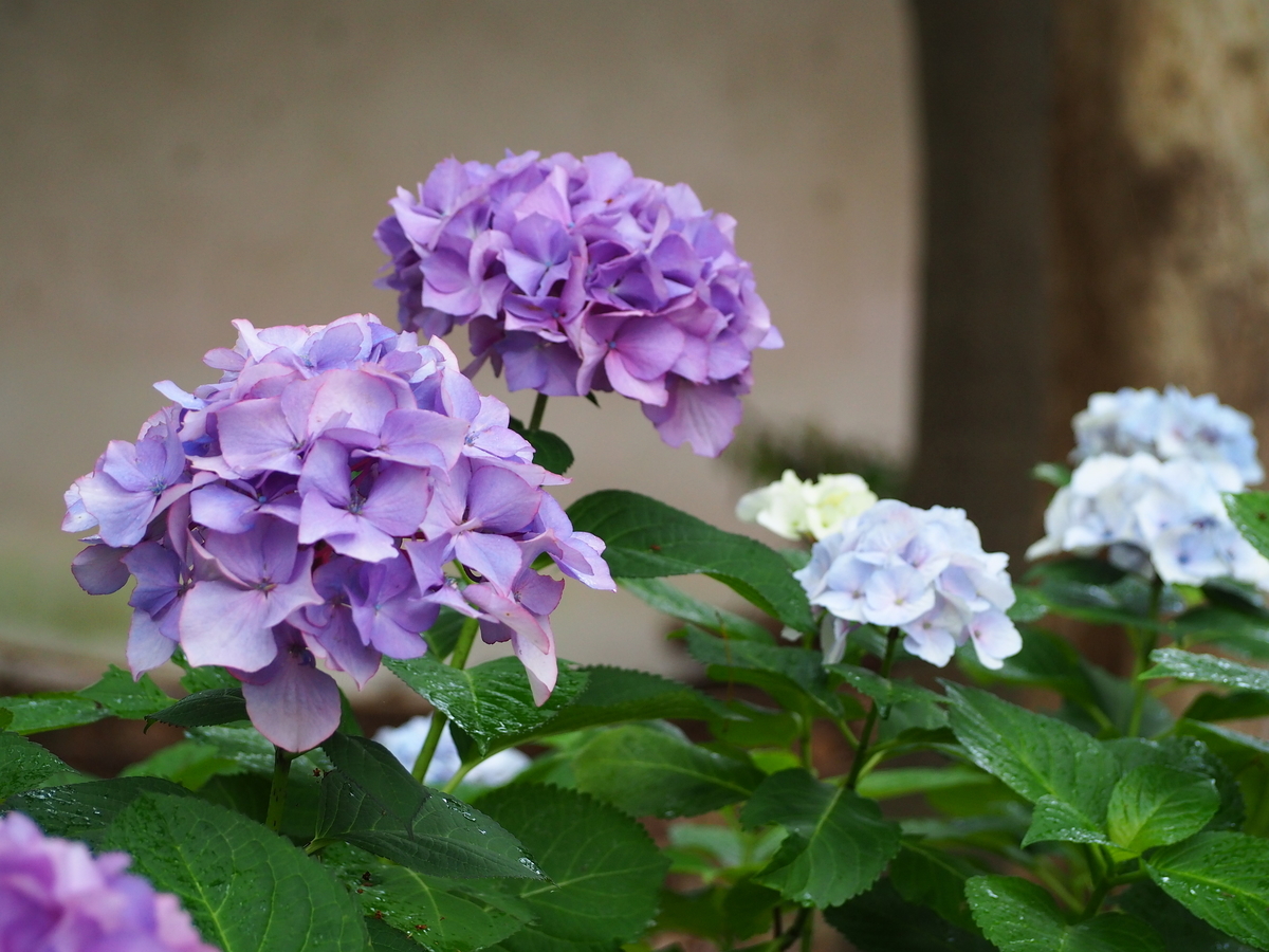 f:id:fuen-neko:20200807104919j:plain