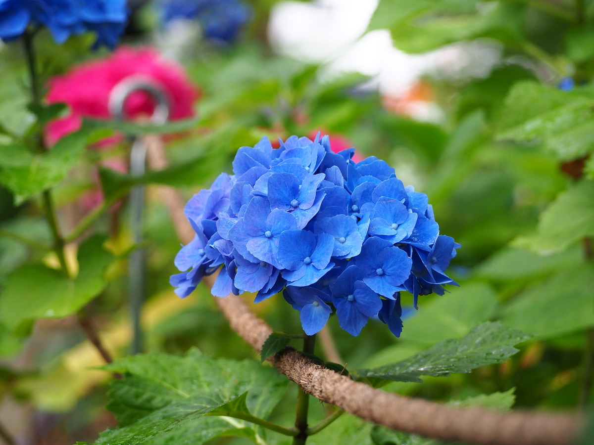 f:id:fuen-neko:20200807104948j:plain