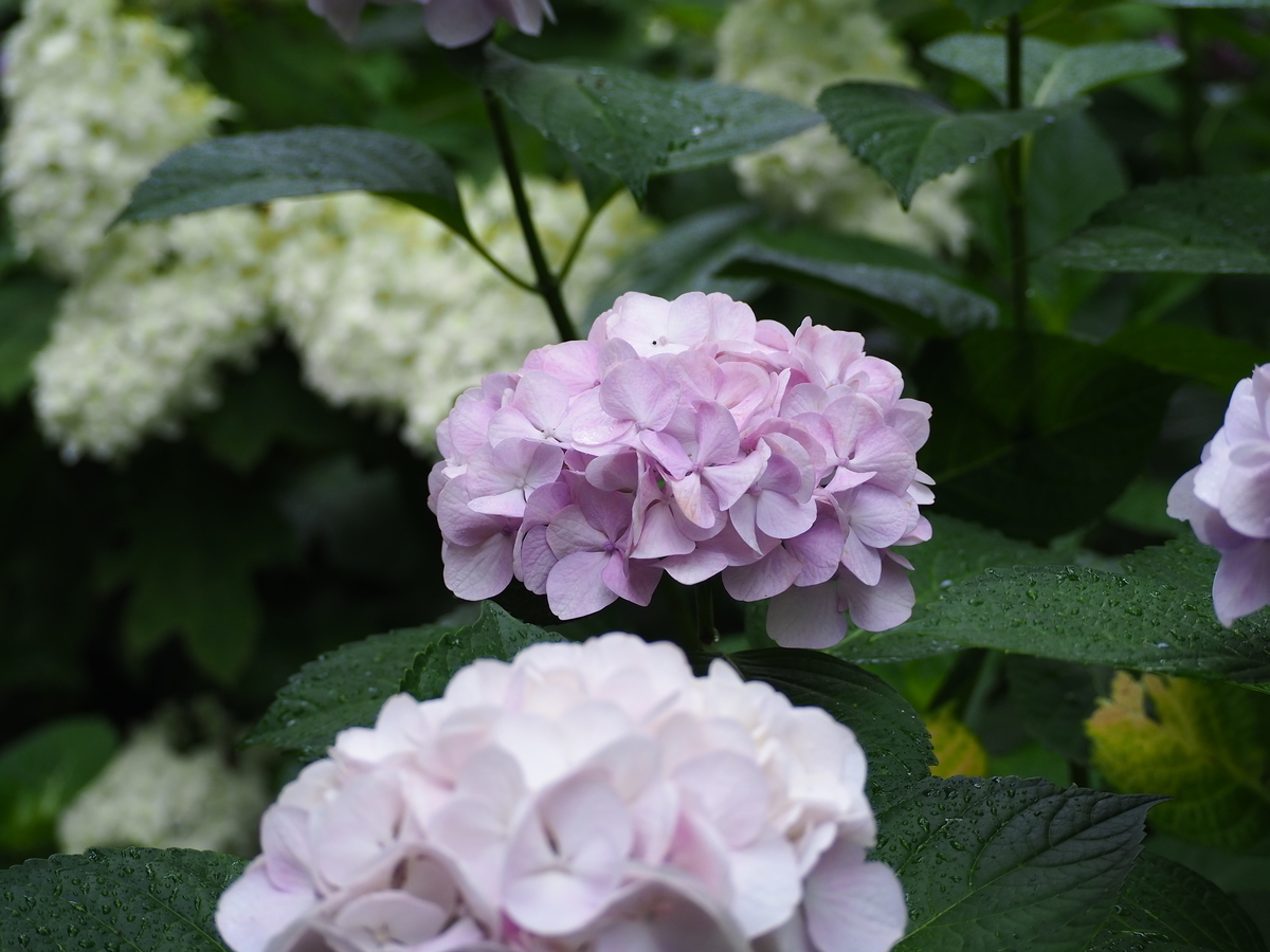 f:id:fuen-neko:20200807105049j:plain