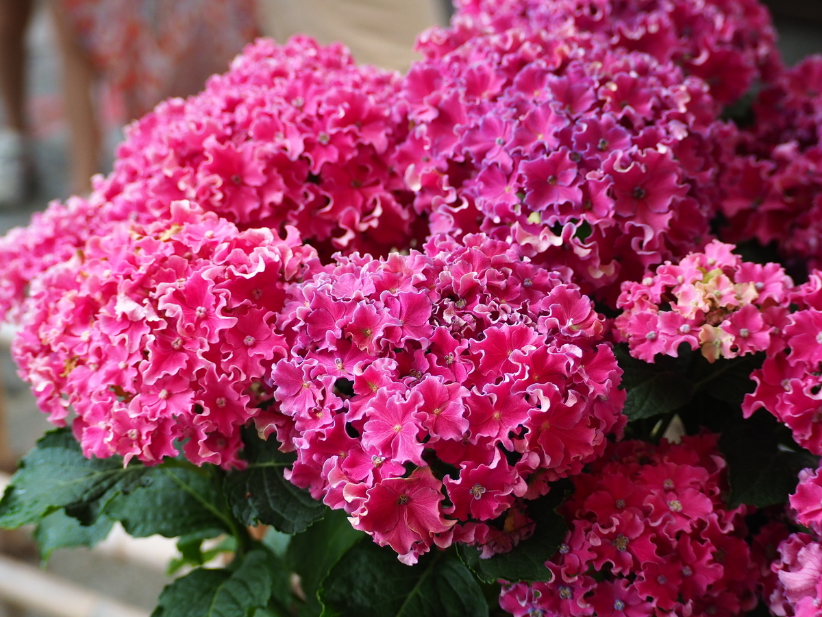 f:id:fuen-neko:20200807105132j:plain