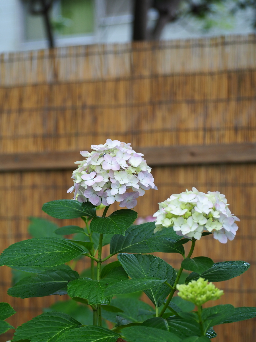 f:id:fuen-neko:20200807105221j:plain