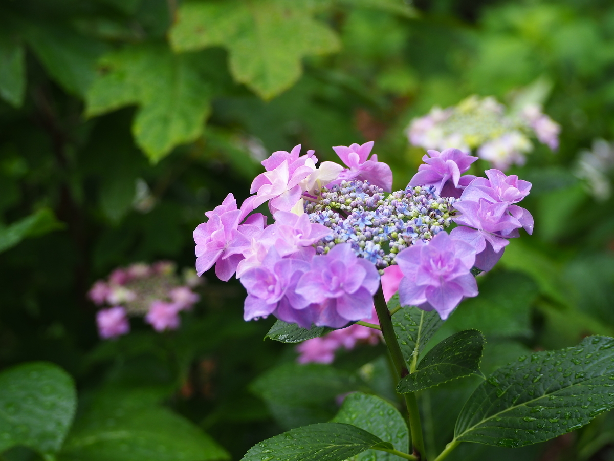 f:id:fuen-neko:20200807105535j:plain