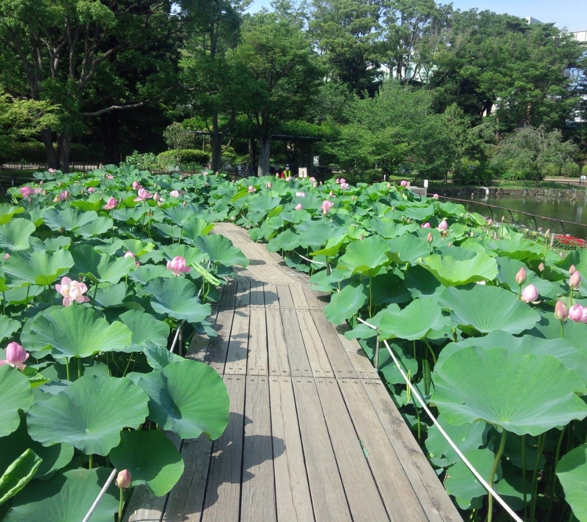 f:id:fuenone2020:20201218105635j:plain