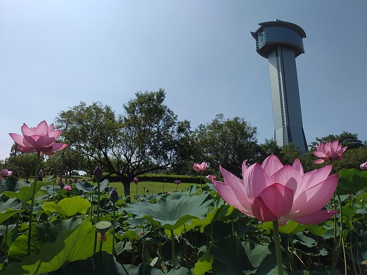 行田市古代蓮の里④陳情令の蓮花塢気分に浸る - 笛の音と琴の調べ