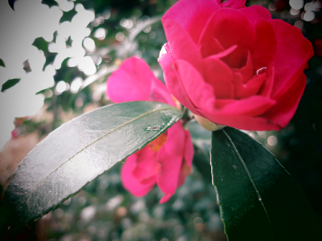 f:id:fufufuholdings:20120117155522j:image