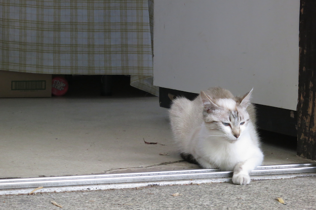f:id:fufufuholdings:20130516102724j:image