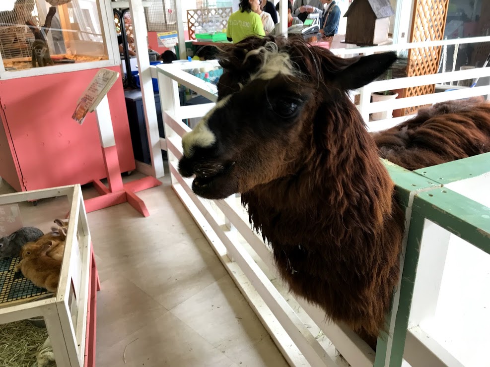 f:id:fufumama:20190502165022j:plain f:id:fufumama:20190502165022j:plain