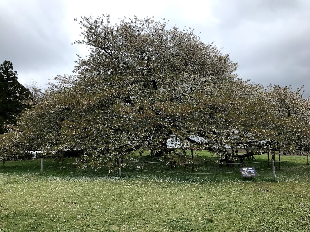 f:id:fufumama:20190502165142j:plain f:id:fufumama:20190502165142j:plain
