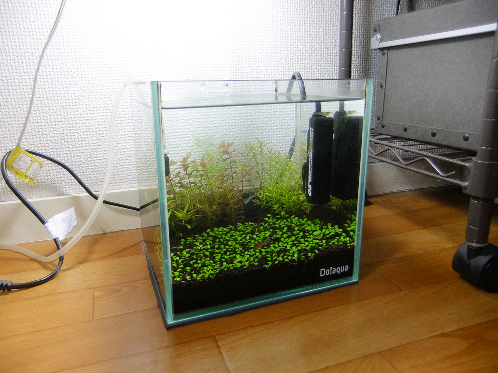 f:id:fufurino:20200326123128j:plain f:id:fufurino:20200326123128j:plain