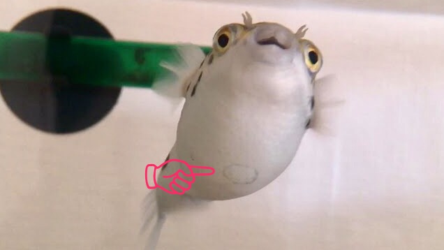 f:id:fugu-ya:20170605160815j:plain f:id:fugu-ya:20170605160815j:plain