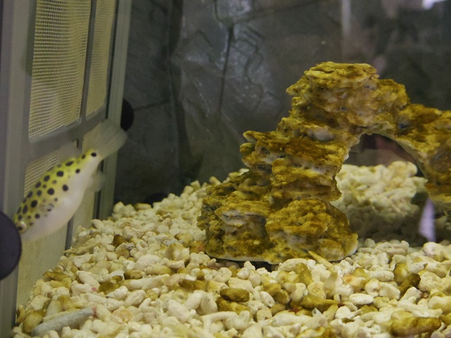 f:id:fugu-ya:20171124171855j:plain