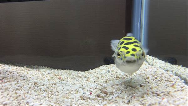 f:id:fugu-ya:20171124171858j:plain