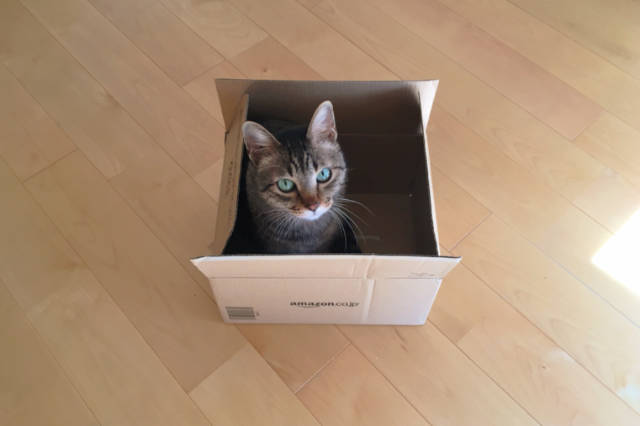 Amazonの箱に入った愛猫