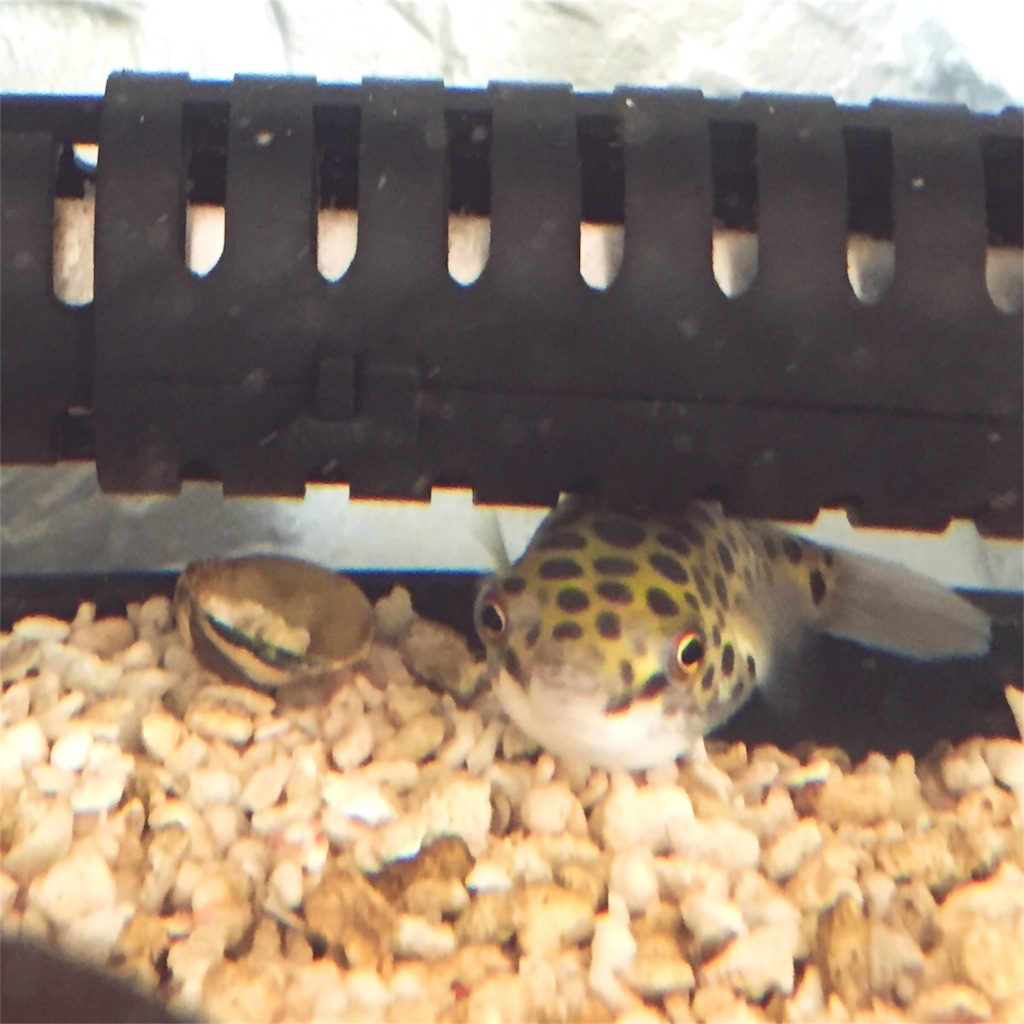 392日目 ミドリフグ会議