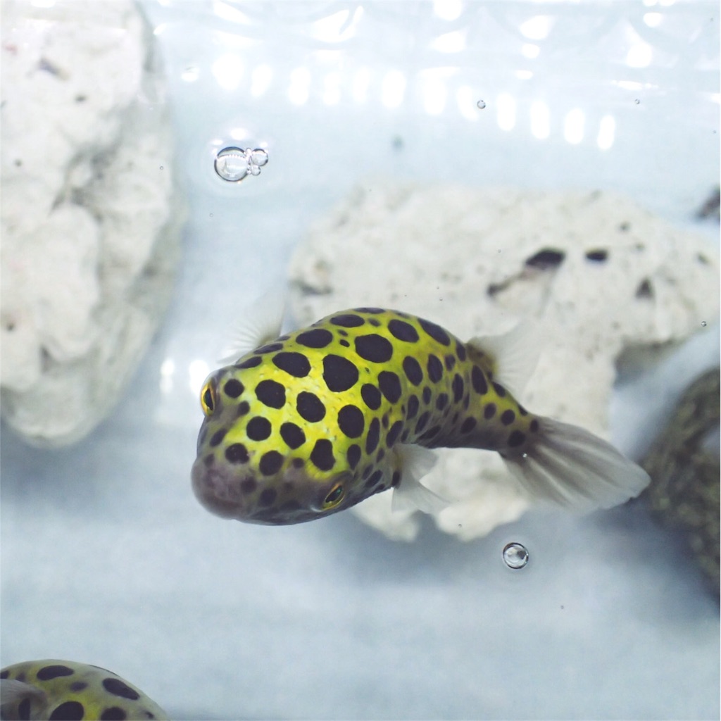 f:id:fugu-ya:20180904212324j:image