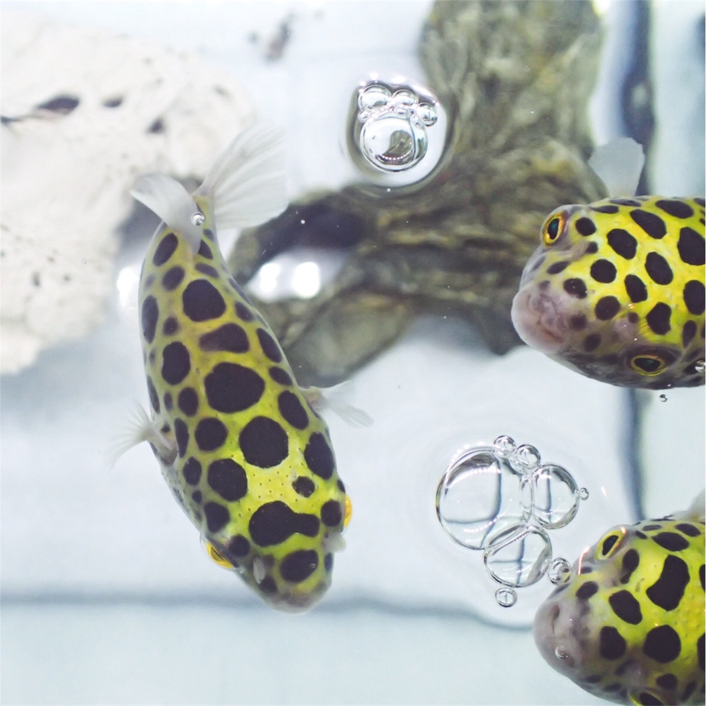 f:id:fugu-ya:20180904212328j:image