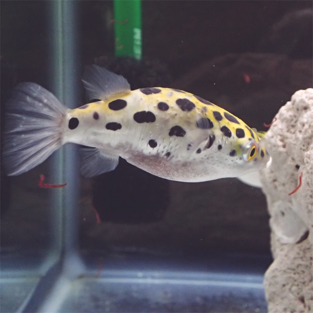 f:id:fugu-ya:20180904212335j:image