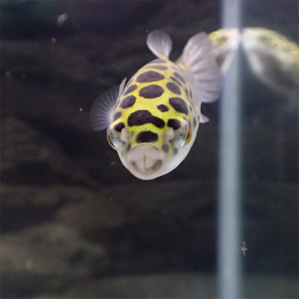 上の前歯をむき出しにするミドリフグ
