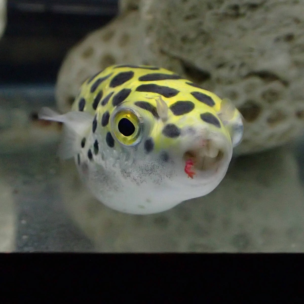 アカムシを咥えるミドリフグ