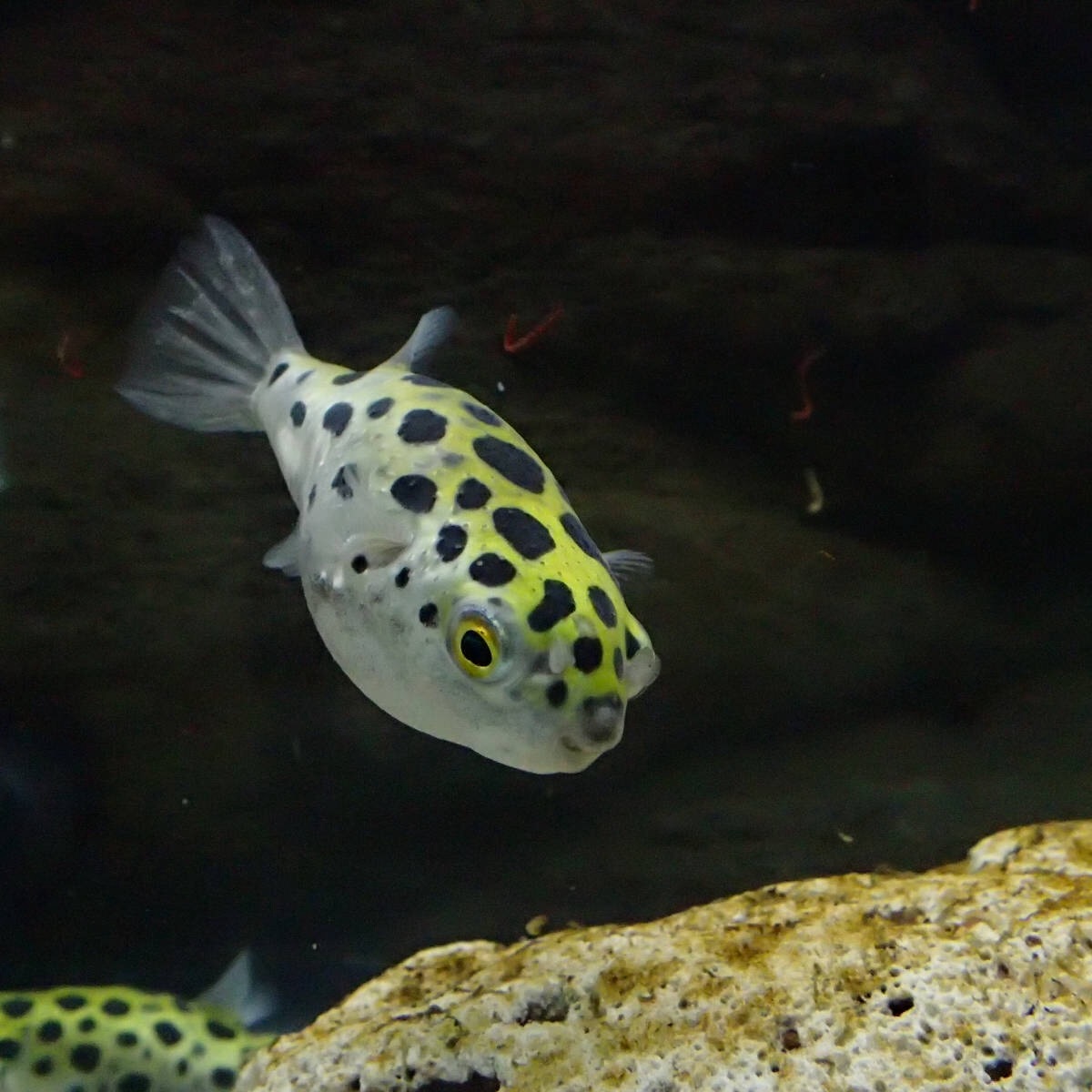 1266日目 ミドリフグ会議