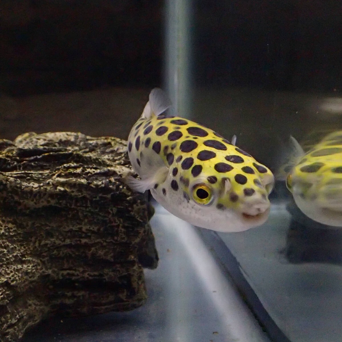 1266日目 ミドリフグ会議