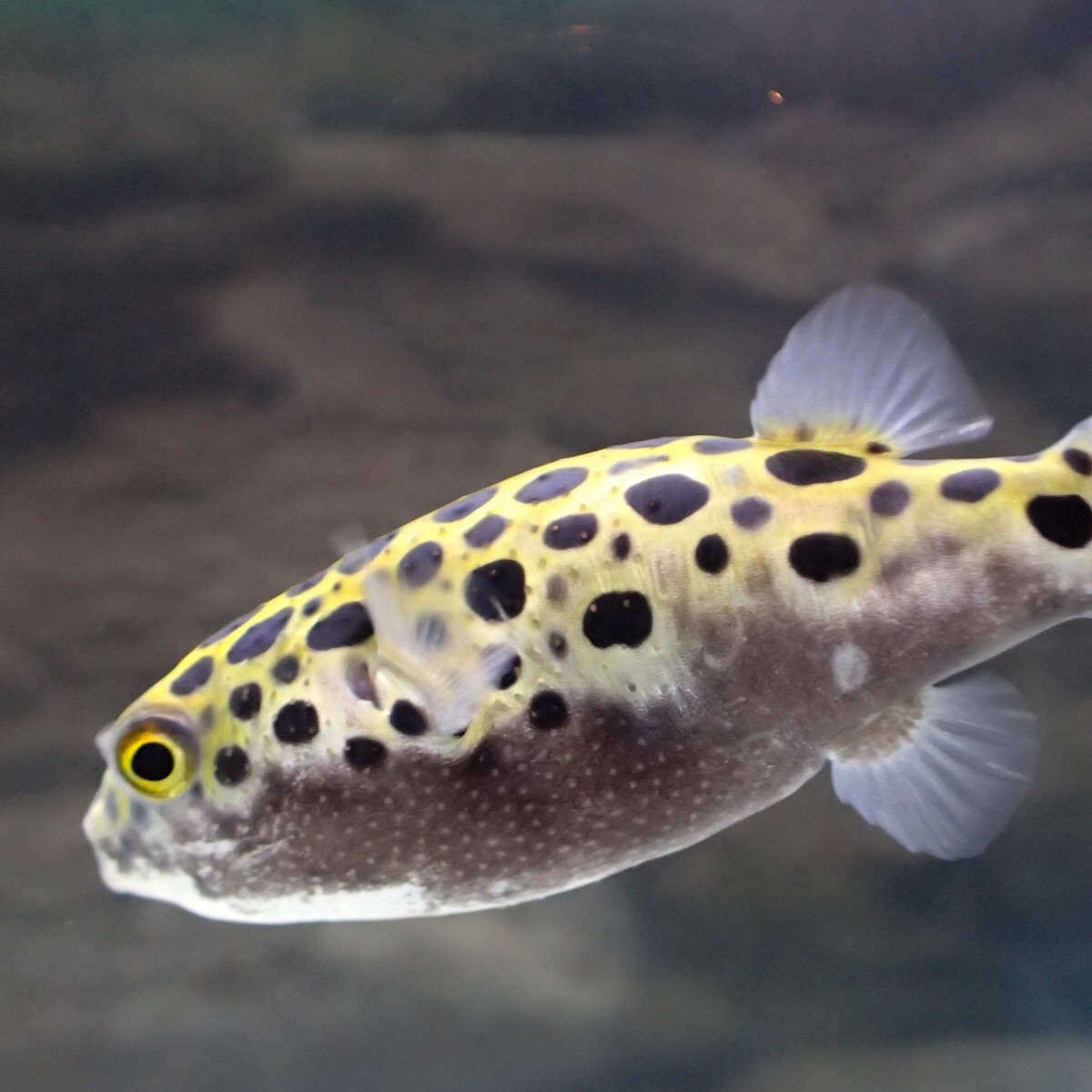 f:id:fugu-ya:20181126160141j:image