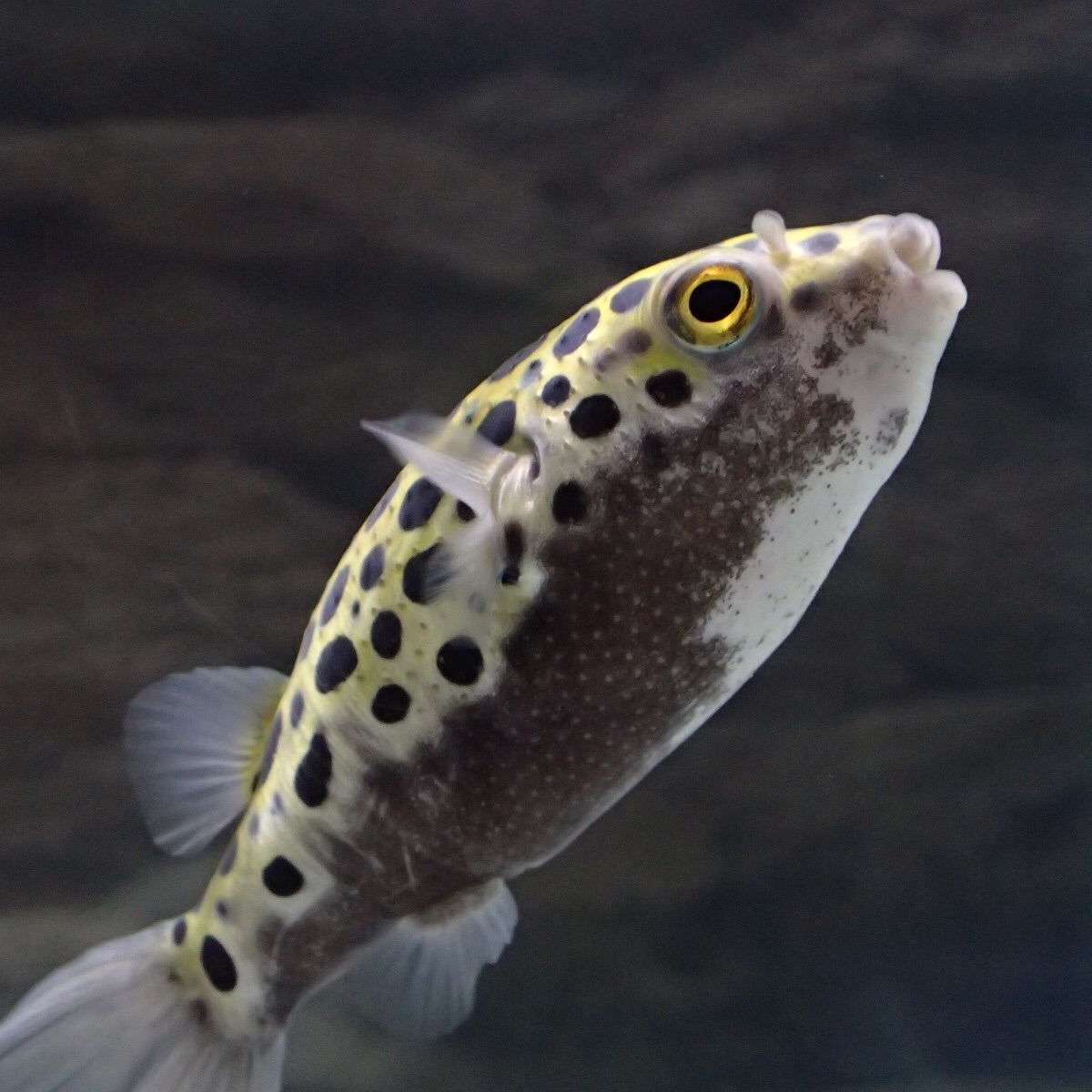 f:id:fugu-ya:20181126160149j:image