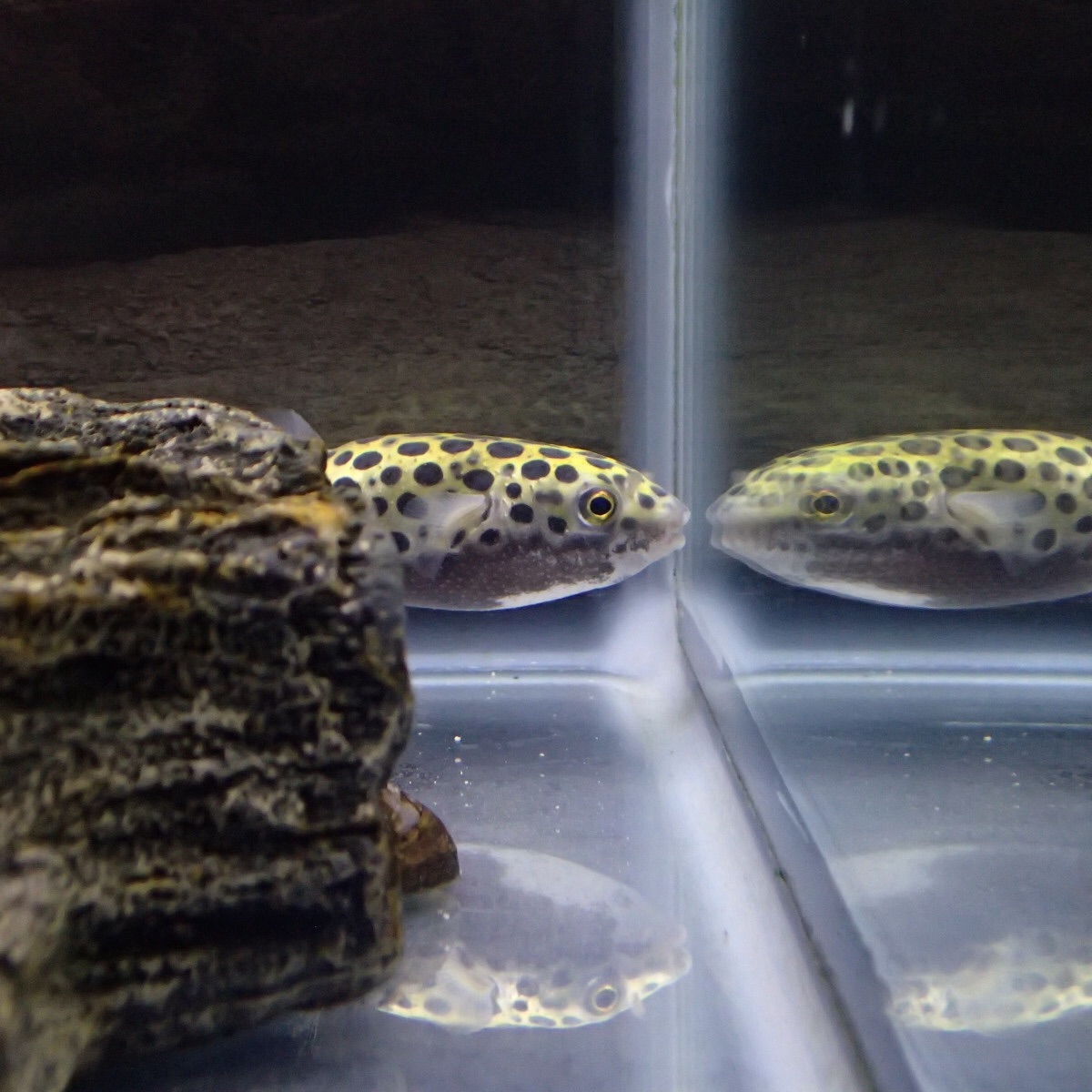 f:id:fugu-ya:20181126160152j:image